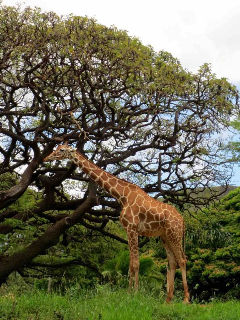 The Honolulu Zoo is one of the best Honolulu Hawaii tourist attractions for kids. Image of a giraffe at the Honolulu Zoo.