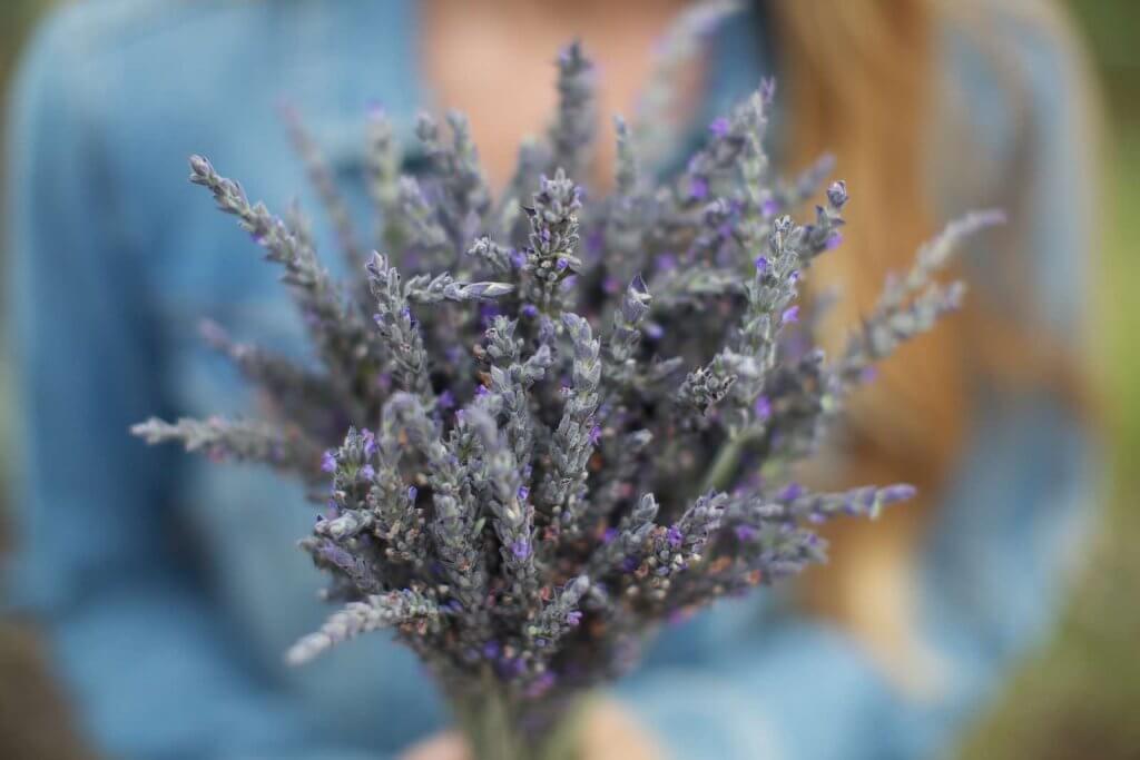 For a cheap activity on Maui, head to the Ali'i Kula Lavender Farm on Maui. Image of a woman holding a bouquet of lavender.