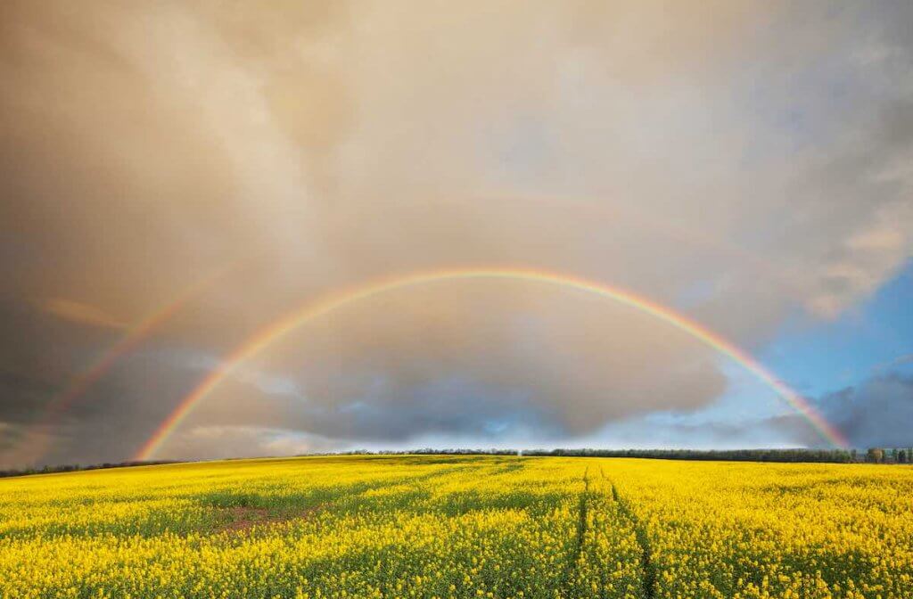 Double rainbows are one of the most special things to see in Oahu. Image of a double rainbow over a flower field.