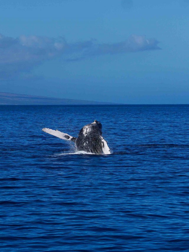 Maui Whale Watching Web Story