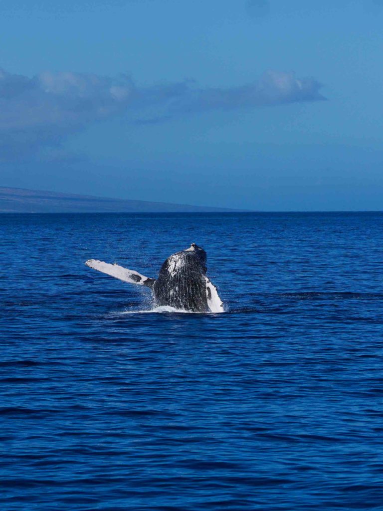 Find out all about whale watching on Maui by top Hawaii blog Hawaii Travel with Kids. Image of Whale breaching and jumping out of the ocean off the coast of Maui Hawaii