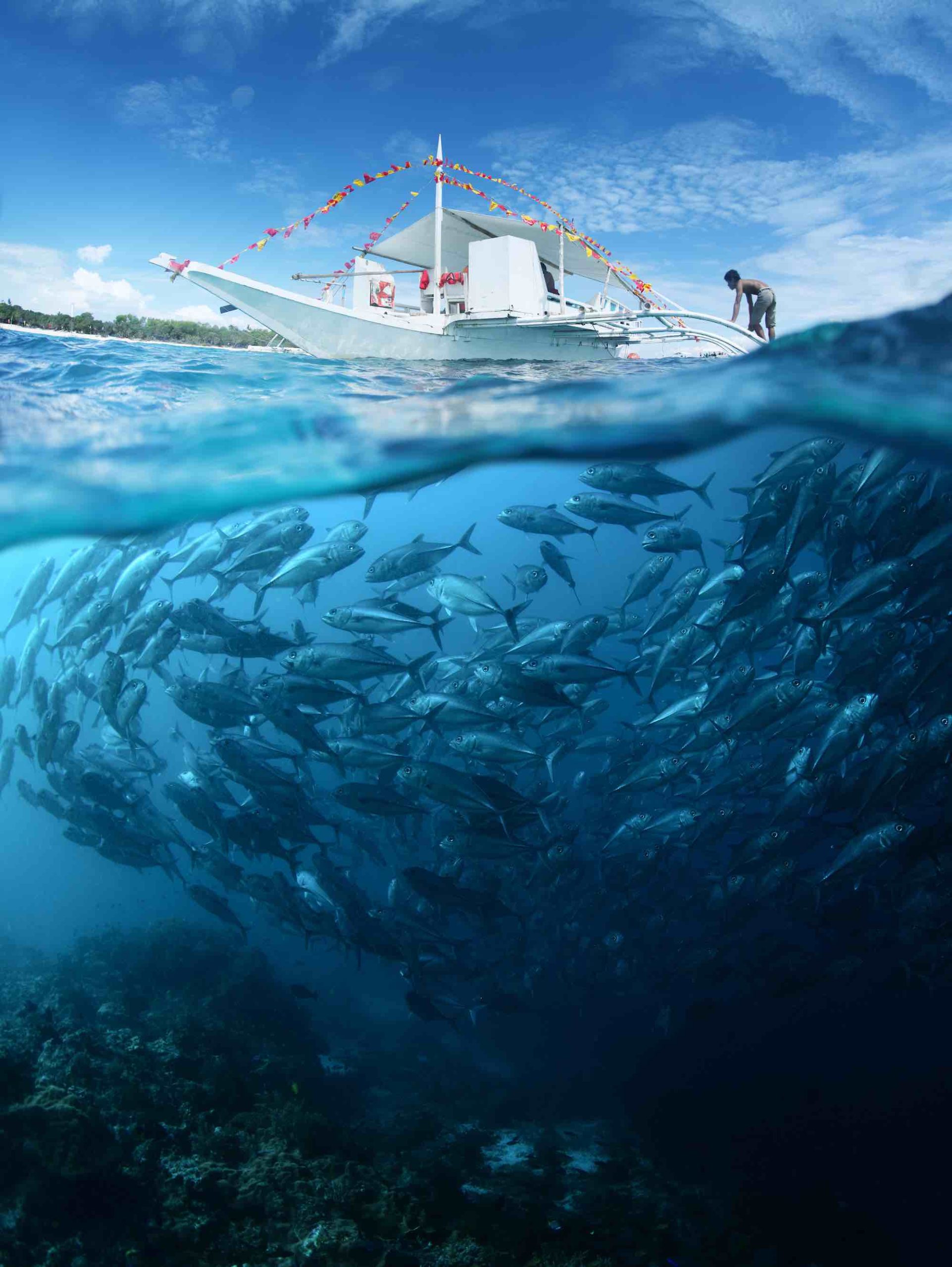 Find out why you'll want to visit Molokini Crater on Maui, Hawaii. Image of Collage with school of Jack fish underwater and traditional boat on a surface at sunny day