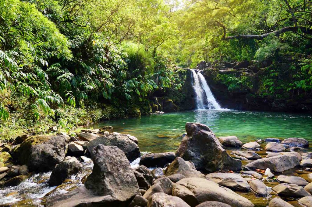 Waikamoi Falls is one of the best kid-friendly Road to Hana stops. Image of Lower Waikamoi Falls and a small crystal clear pond, inside of a dense tropical rainforest, off the Road to Hana Highway, Maui, Hawaii, USA