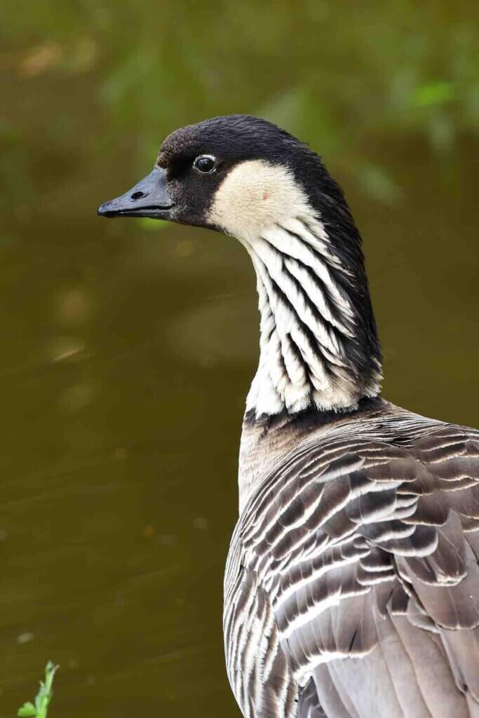 The Nene Goose is an endangered species in Hawaii and you can see them at Haleakala National Park on Maui. Image of Portrait of a Hawaiian goose (branta sandvicensis) standing by the water