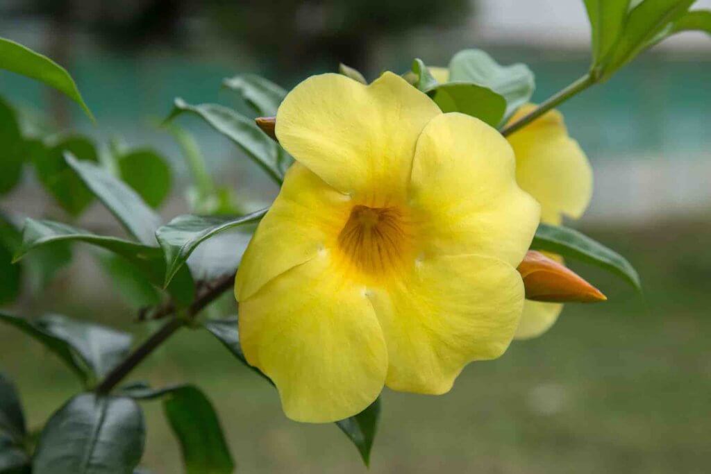 Hawaii's state flower is the Yellow Hibiscus. Image of a Yellow Hibiscus blooming in the garden