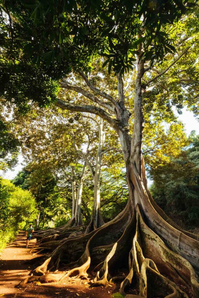 Image of trees with crazy looking roots at a Kauai garden