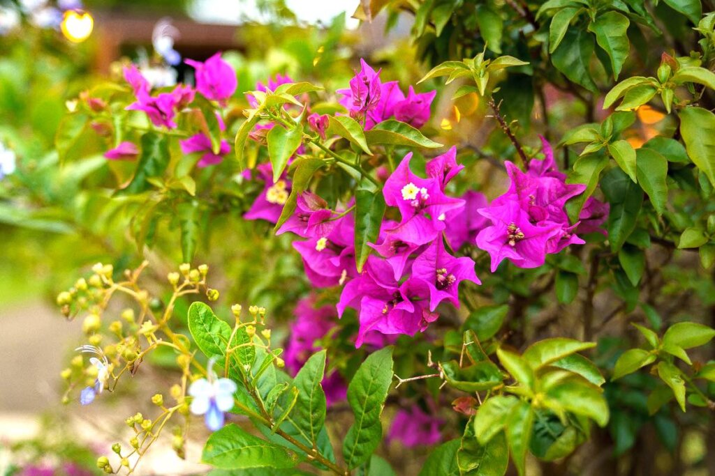 Image of purplebougainvillea flowers at Smith's Tropical Paradise Garden on Kauai.