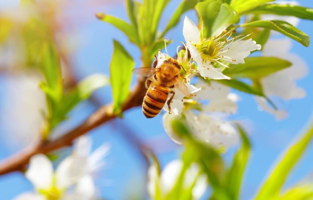 One of the most unique things to do in Hawaii is visit a bee farm. Image of a honey bee next to flowers.