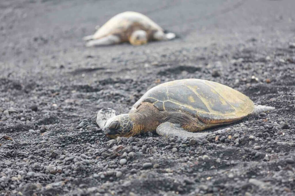 Image of turtles sleeping at the Punaluu Black Sand Beach in Big Island Hawaii.