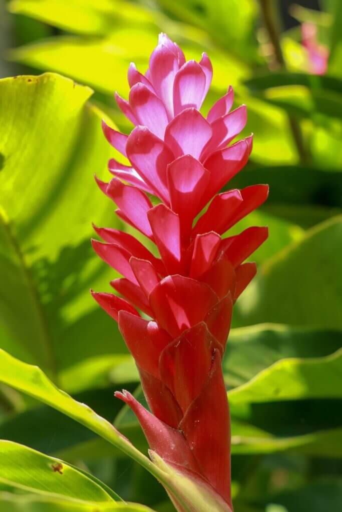 Visiting a botanical garden is a cheap thing to do in Big Island Hawaii. Image of a red ginger flower.