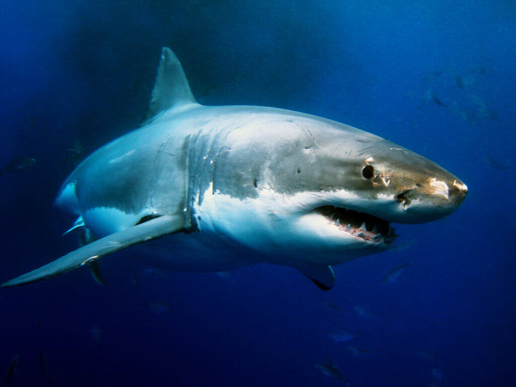 Find out where to snorkel with sharks on Oahu. Image of a great white shark.