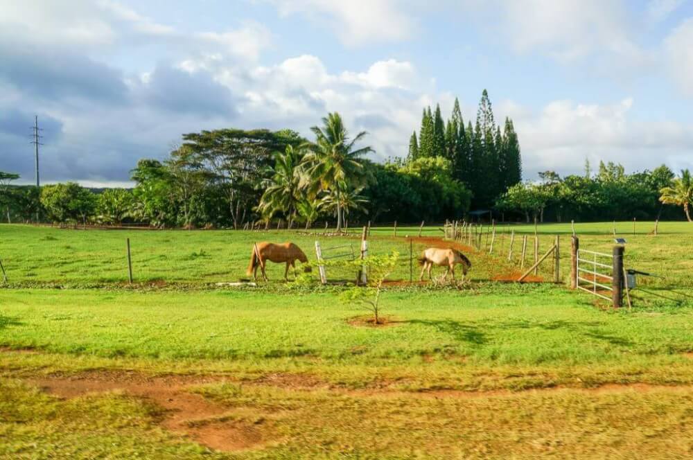 The Kilohana Plantation train ride is a great way to see animals on Kauai. Image of horses at Kilohana Plantation.