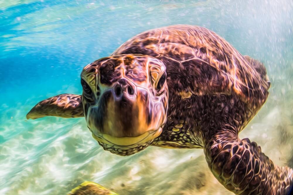 Find out where to snorkel with turtles on this North Shore Oahu snorkeling tour. Image of a sea turtle swimming and looking at the camera