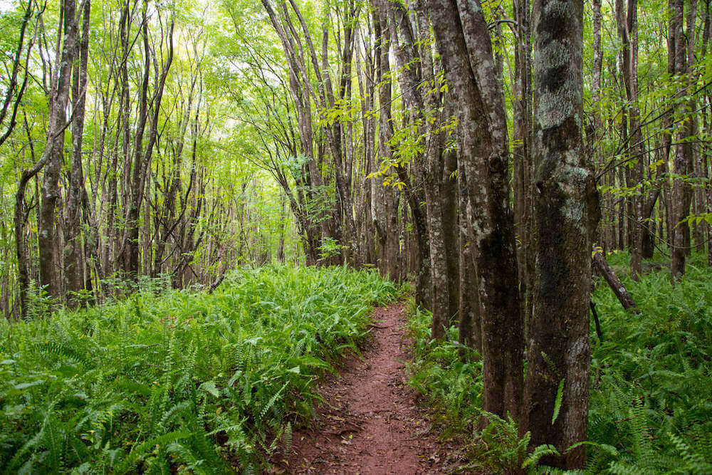 Looking for local secrets Maui has hidden away? Check out the Makawao Forest. Image of a dense forest with a dirt path.