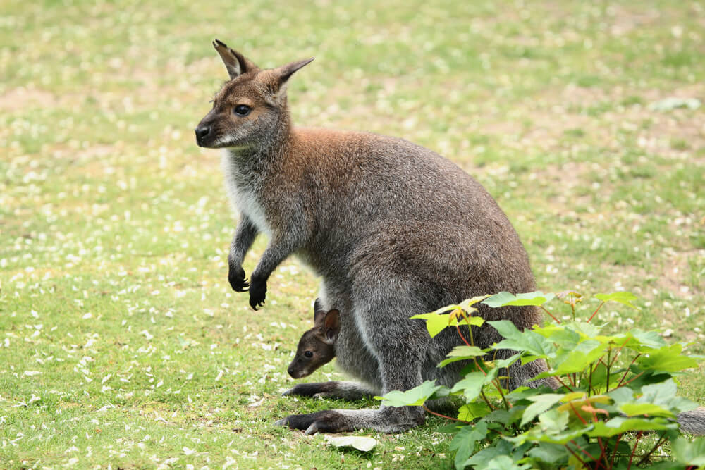 Did you know there are wallabies on Oahu? Image of a wallaby with a baby wallaby on a grassy field.