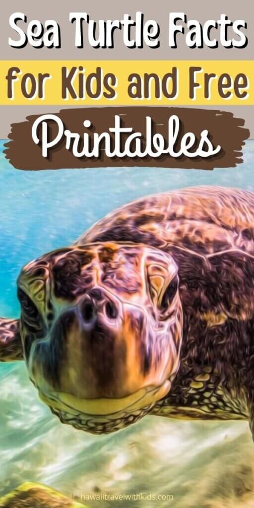 Sea Turtle Book for Kids Brings Awareness and Heart - 30A