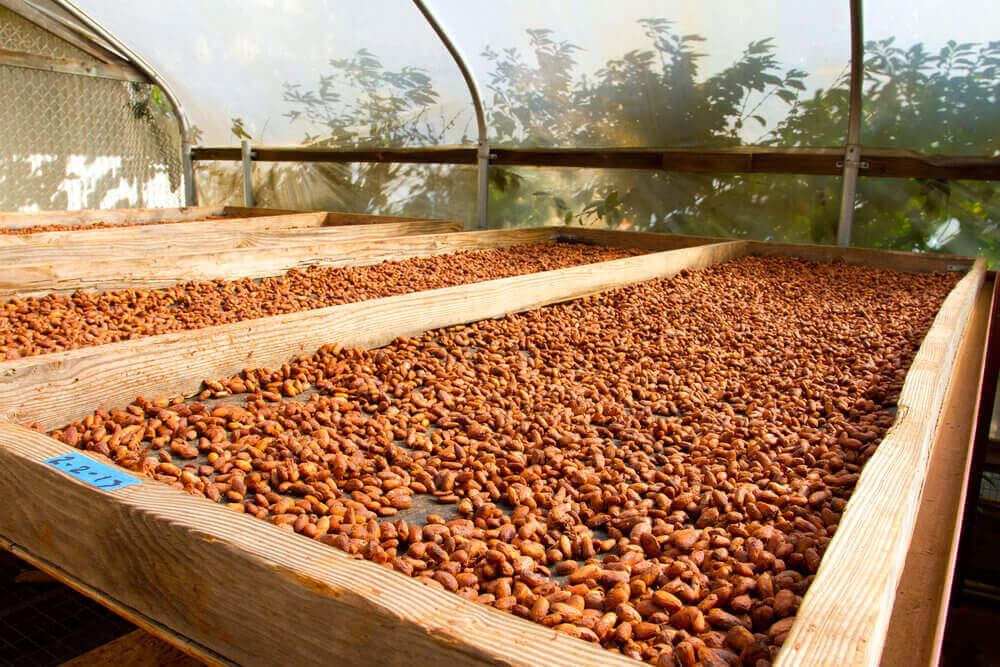 Image of cacao nibs roasting on a flat at a Hawaii chocolate farm.