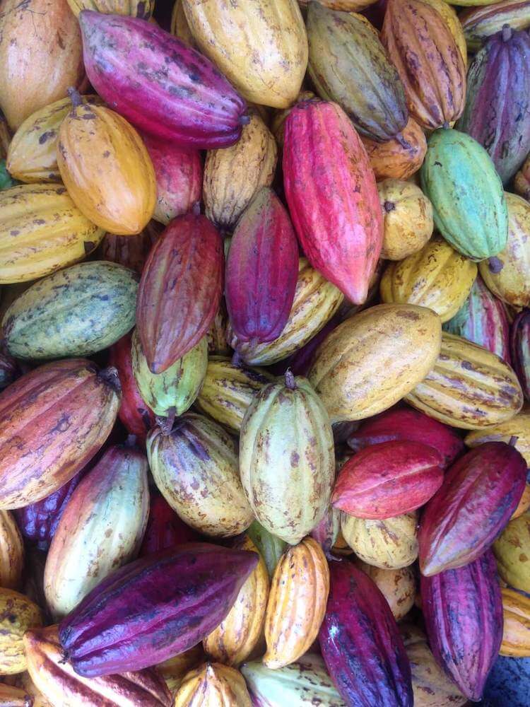 Image of colorful cacao pods at a Kauai chocolate farm.