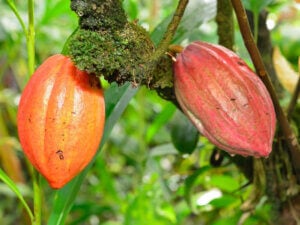 Find out the coolest Hawaii chocolate farm experiences recommended by top Hawaii blog Hawaii Travel with Kids. Image of a cacao tree on the Big Island of Hawaii.