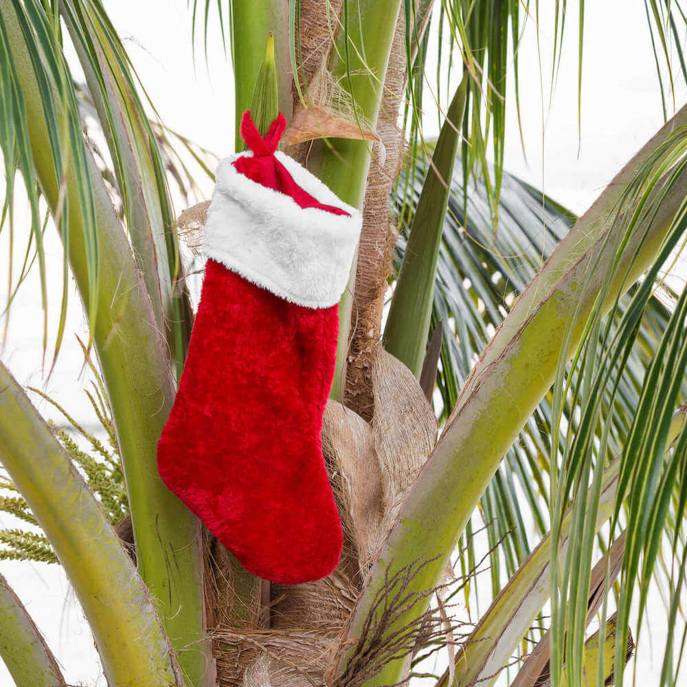 Image of a red stocking hanging in a palm tree in Hawaii.