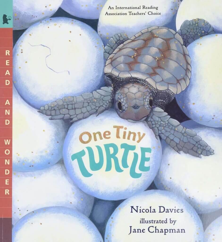 Read the story of a baby sea turtle called One Tiny Turtle.