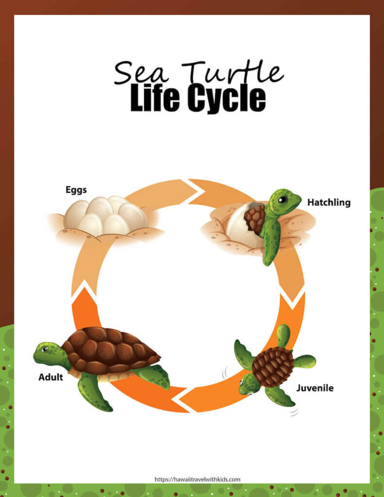 Learn all about the sea turtle life cycle with this sea turtle activty pack by top Hawaii blog Hawaii Travel with Kids. Image of a worksheet featuring the sea turtle life cycle.