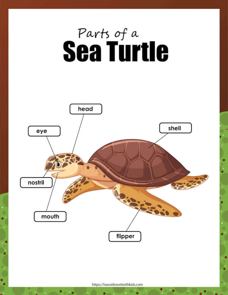 Learn all the different parts of a sea turtle by top Hawaii blog Hawaii Travel with Kids. Image of a sea turtle diagram labeling the different parts of a turtle.