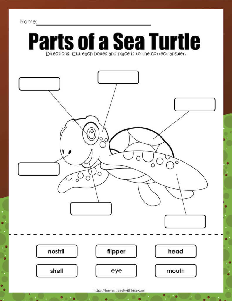 This cut and paste sea turtle activity is a great way to learn about the parts of a sea turtle. Image of a sea turtle worksheet where kids label the parts of a turtle.