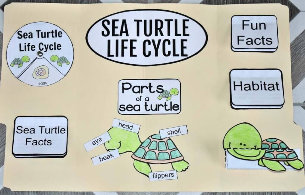 Download instructions to make this sea turtle life cycle lap book by top Hawaii blog Hawaii Travel with Kids. Image of a manilla folder with sea turtle drawings taped to it.