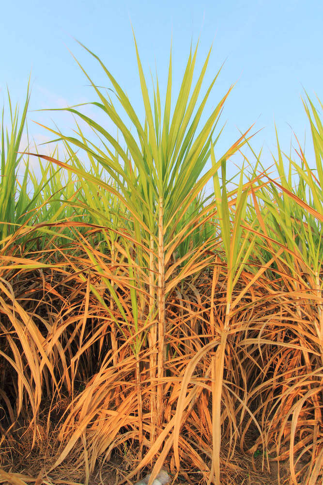 There used to be tons of sugar cane plantations in Hawaii. Image of sugar cane.