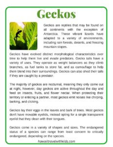 Learn About Geckos of Hawaii + Free Hawaii Gecko Printables for Kids