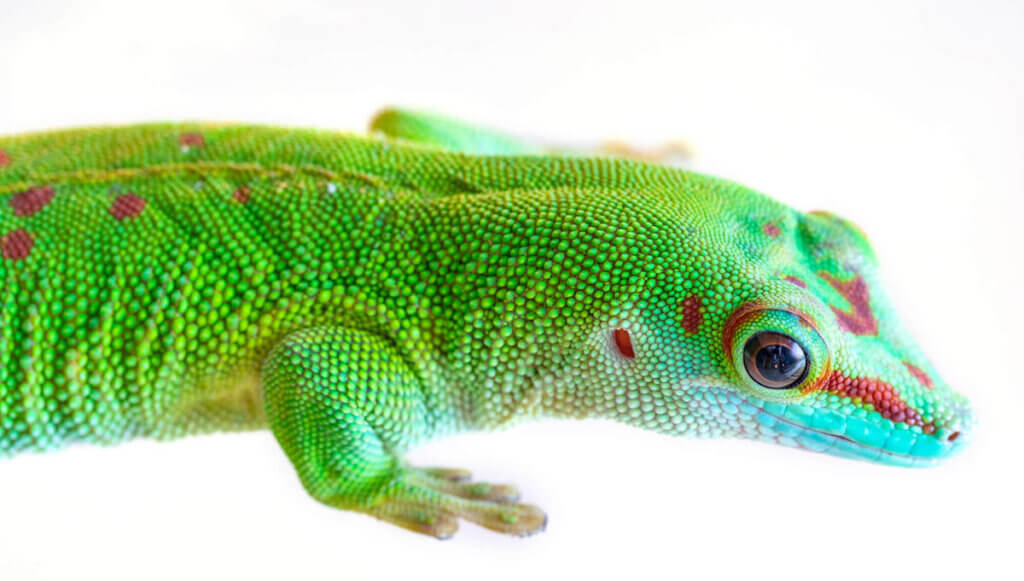 Learn more about the geckos of Hawaii with this post by top Hawaii blog Hawaii Travel with Kids. Image of a gold dust day gecko. 