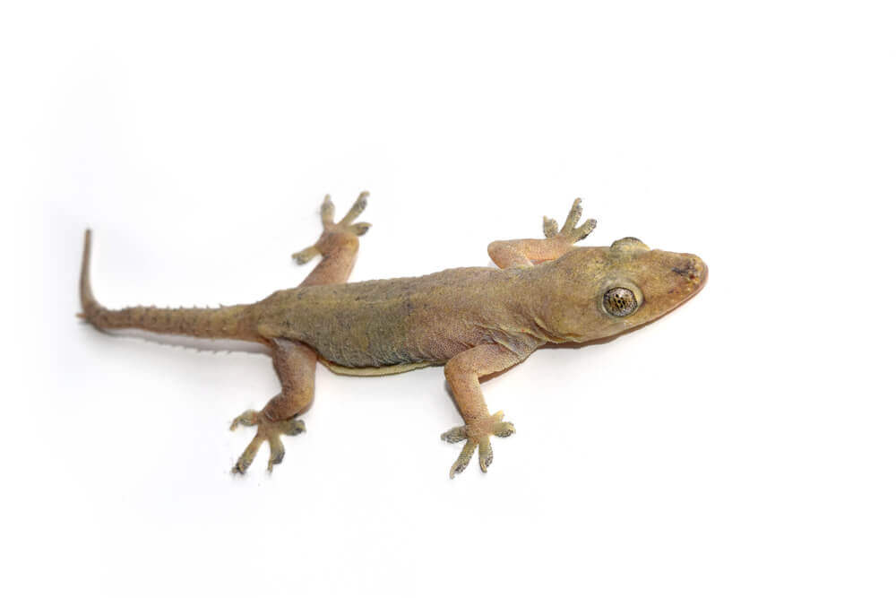 Learn more about the geckos of Hawaii with this post by top Hawaii blog Hawaii Travel with Kids. Image of  a common house gecko.