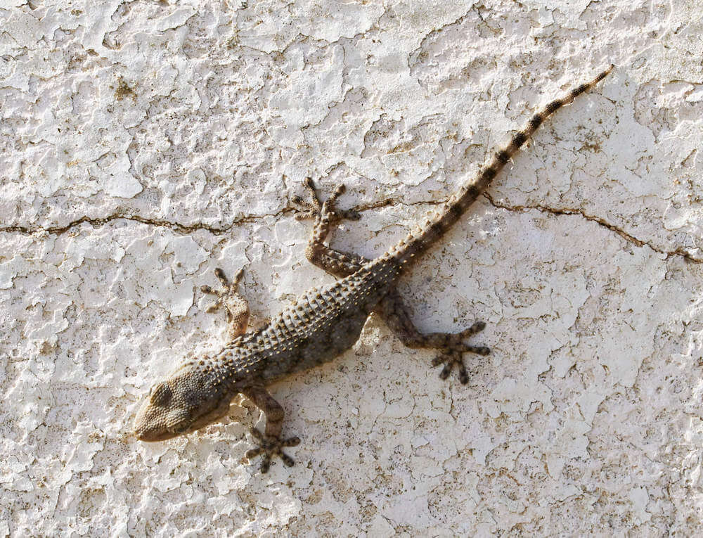 Learn more about the geckos in Hawaii with this post by top Hawaii blog Hawaii Travel with Kids. Image of a Mourning Gecko.