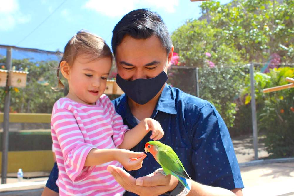 Find out how to feed the birds at Sea Life Park on Oahu, Hawaii. Image of a toddler feeding a green tropical bird.