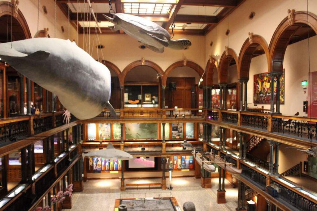 Check out this honest review of the Bishop Museum in Hawaii by top Hawaii blog Hawaii Travel with Kids. Image of the interior of the museum with hanging sea life and museum corridors.