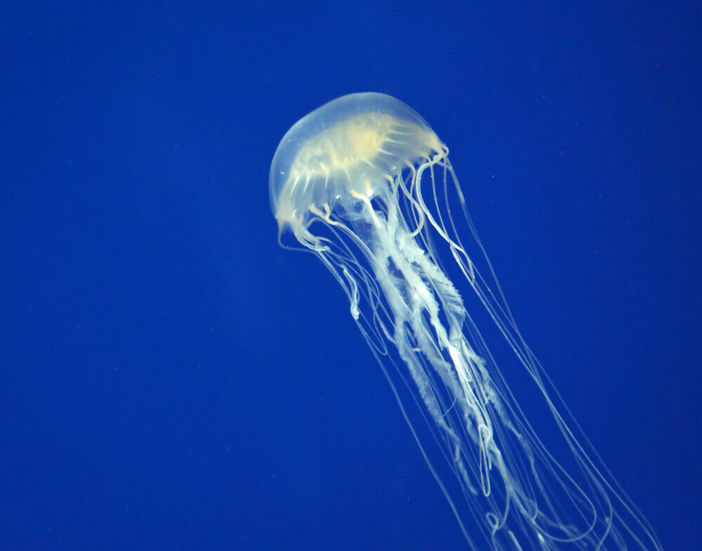 The box jellyfish is one of the many dangers in Hawaii. Image of a box jellyfish in the ocean.