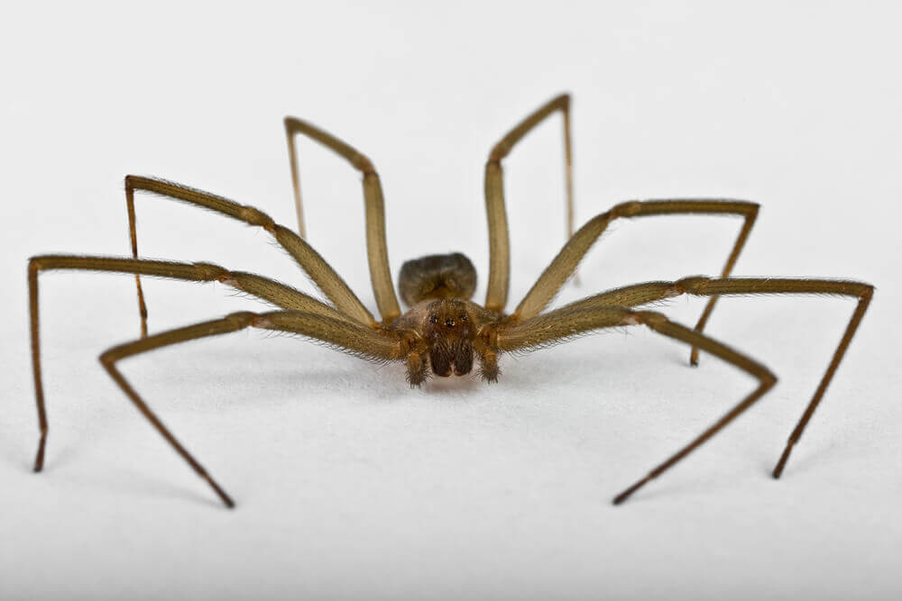 The Brown Recluse Spider is one of the most dangerous animals in Hawaii. Image of a brown spider.