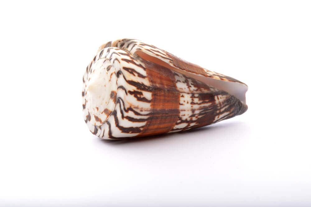 Image of a cone snail in Hawaii.