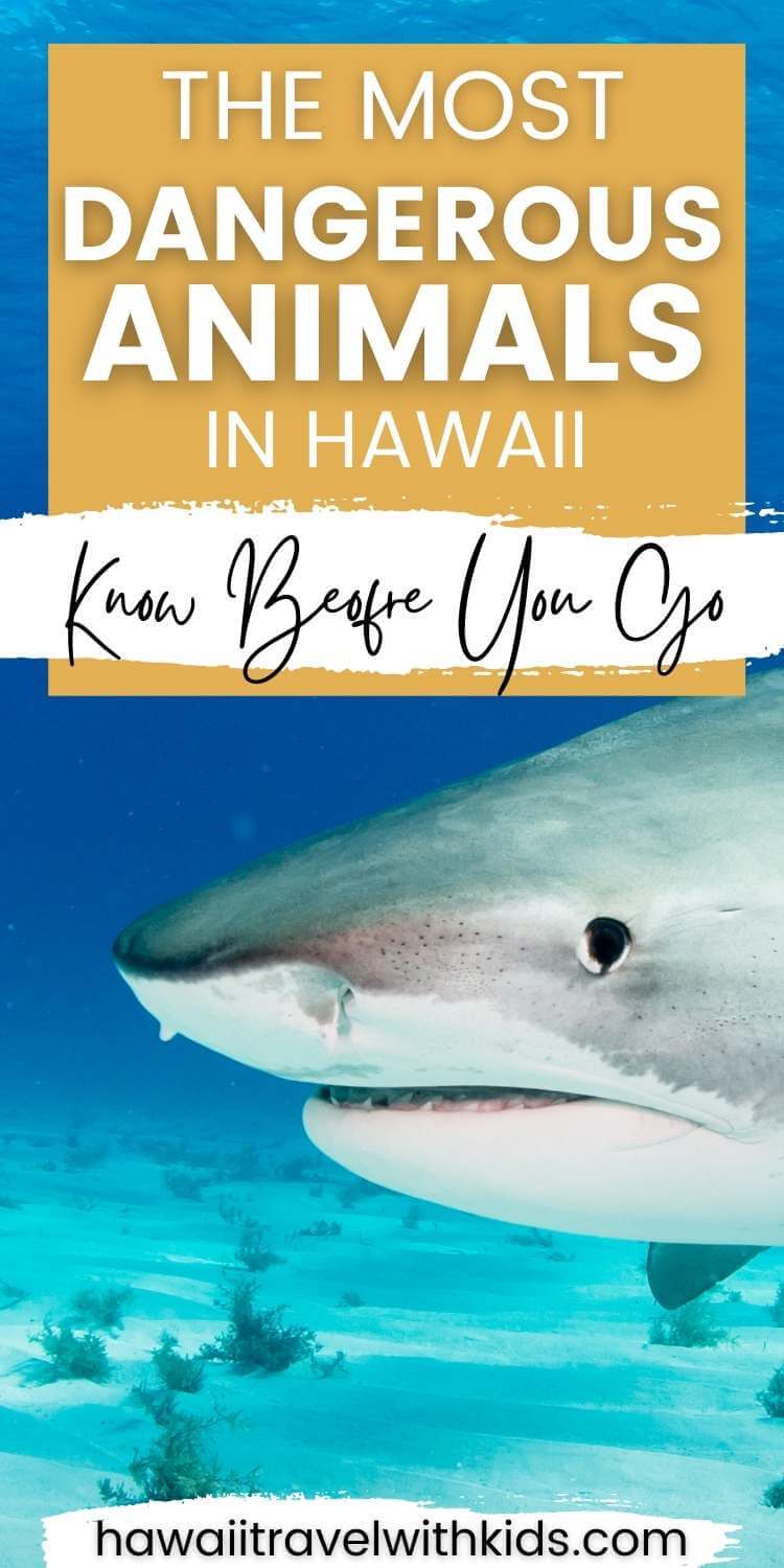 9 Most Dangerous Animals in Hawaii Hawaii Travel with Kids