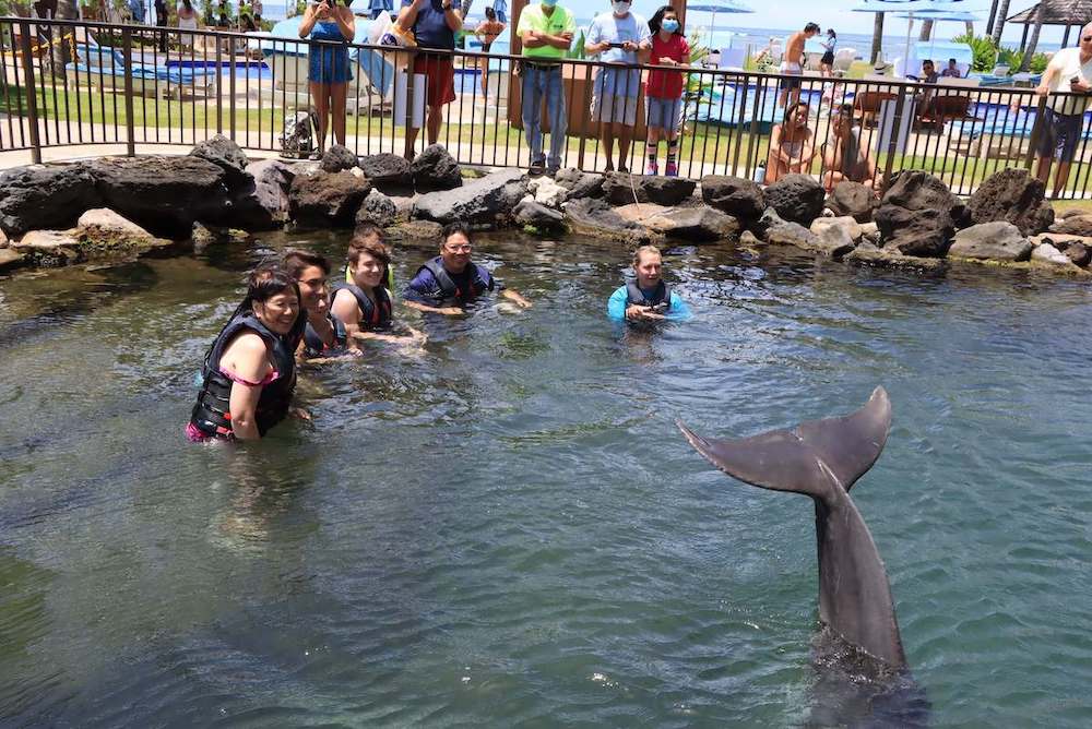 Image of a dolphin experience at Dolphin Quest on Oahu with people watching behind an iron fence.