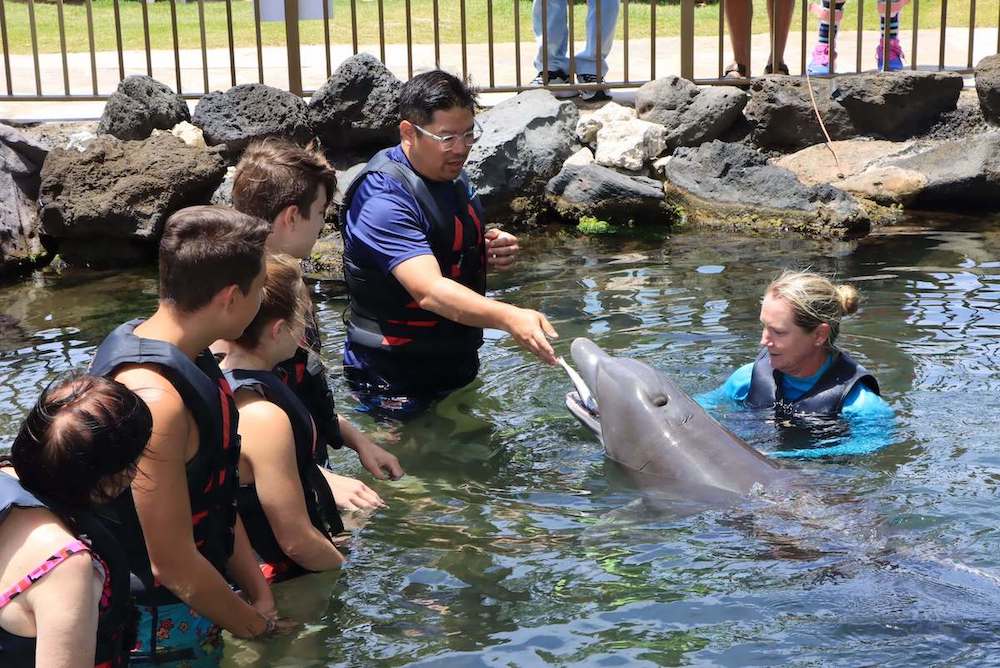 Image of a man feeding a fish to a dolphin inside the pool at the Kahala Hotel & Resort on Oahu.