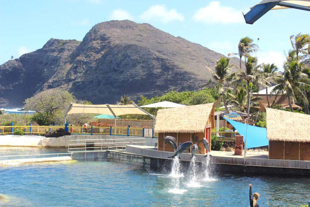 One of the best things to do at Sea Life Park is check out the dolphin show. Image of dolphins jumping in the water.