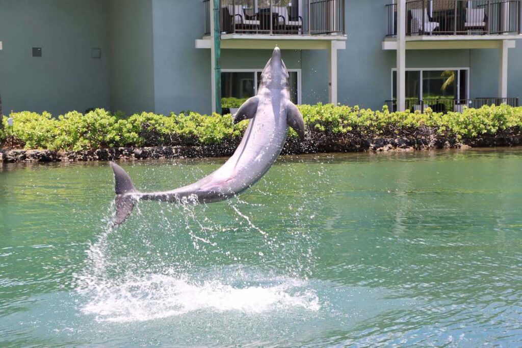 Find out where to swim with dolphins on Oahu. Image of a dolphin jumping out of the water at the Kahala Hotel & Resort on Oahu