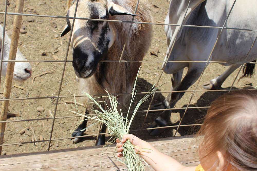 Find out the best pumpkin patches on Oahu recommended by top Hawaii blog Hawaii Travel with Kids. Image of a girl feeding a goat at an Oahu pumpkin patch.