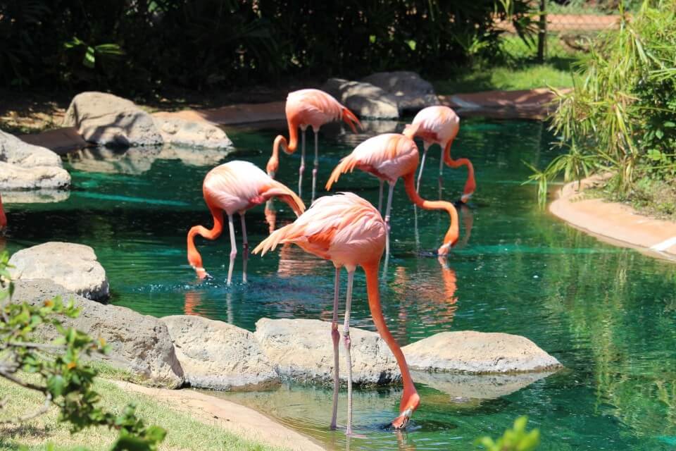 Find out where to see animals in Hawaii. Image of flamingoes in the water at the Honolulu Zoo.