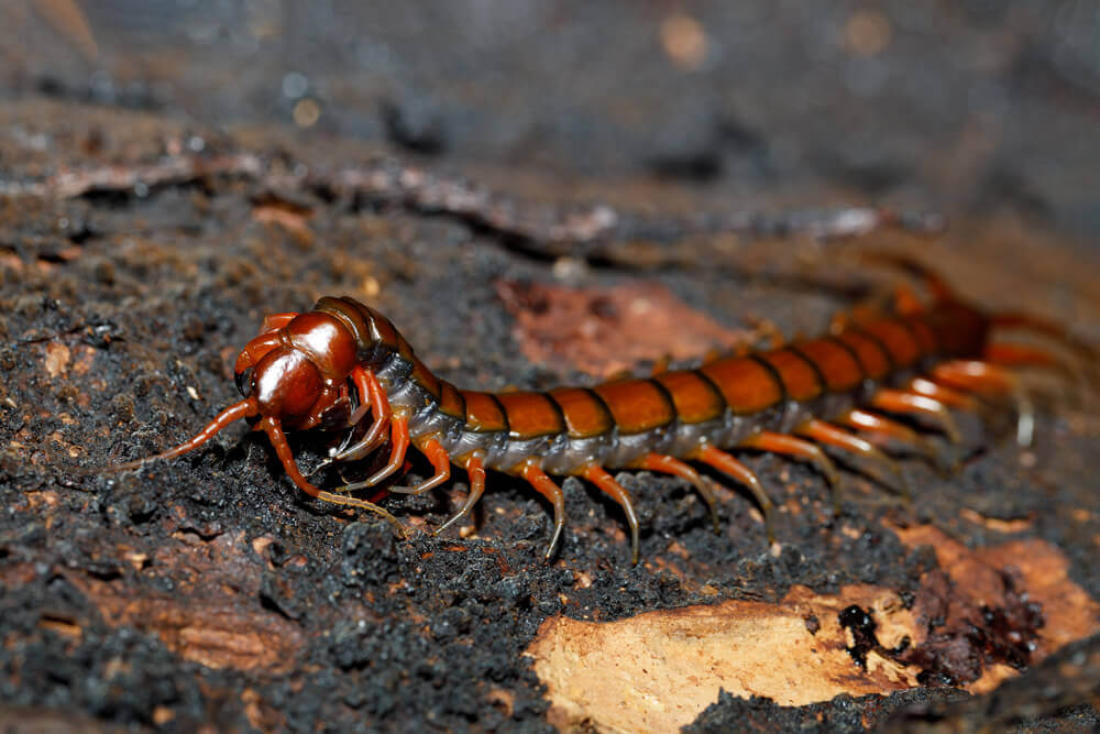 The giant Scolopendra Centipede is a dangerous Hawaii animal. Image of a red centipede in the rainforest.