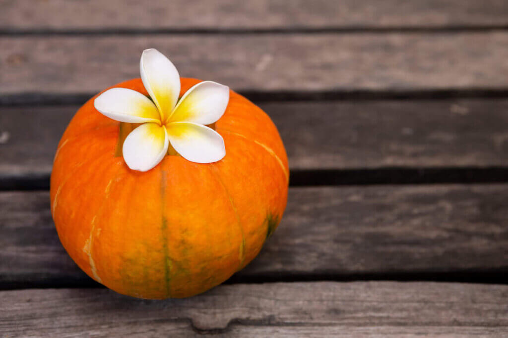 Find out why you should visit Hawaii in October by top Hawaii blog Hawaii Travel with Kids. Image of a pumpkin and plumeria flower.