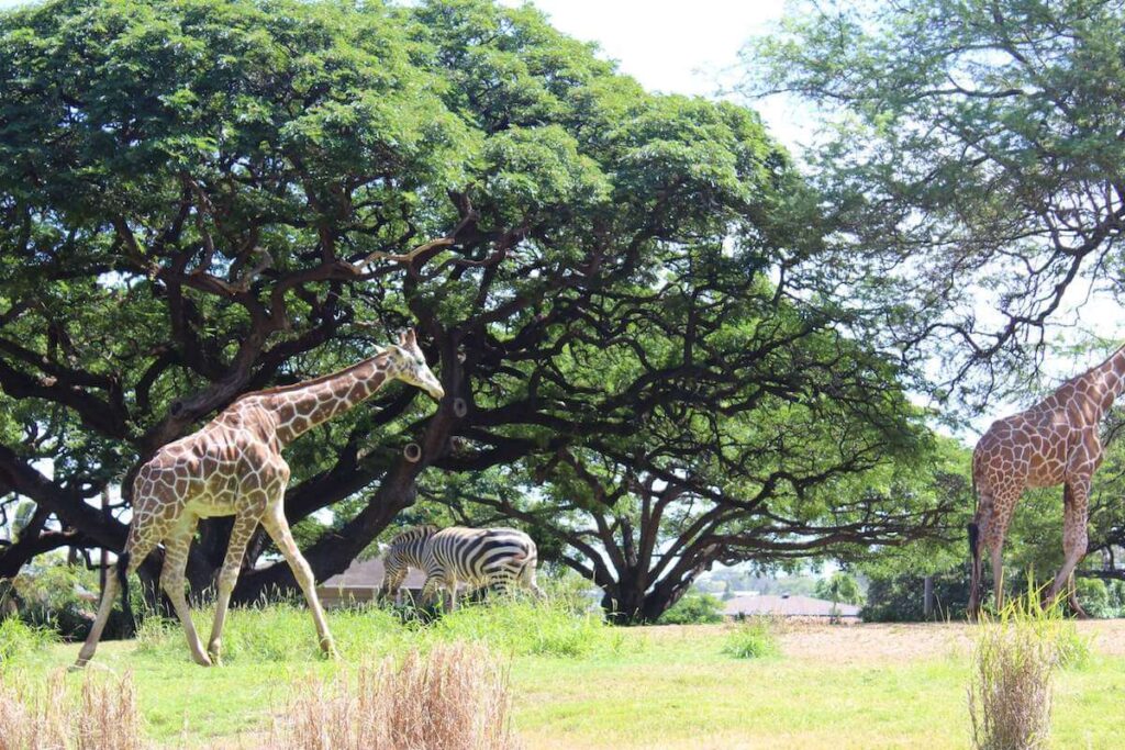 Check out this ultimate guide to the Honolulu Zoo by top Hawaii blog Hawaii Travel with Kids! Image of giraffes and zebras at the Honolulu Zoo in Waikiki.