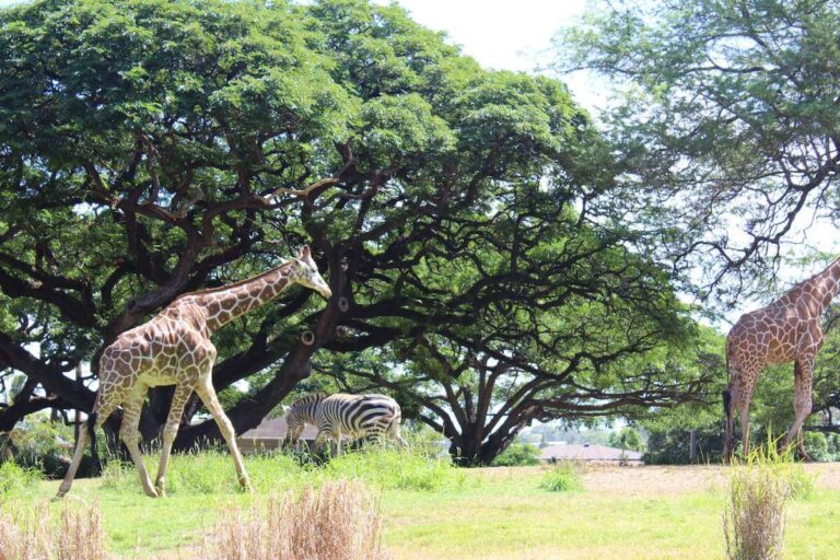 Ultimate Guide to the Best Experience at Honolulu Zoo with Kids